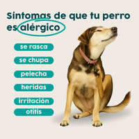 Alimento hipoalergénico para perros | Circular Pet® proteína de insectos