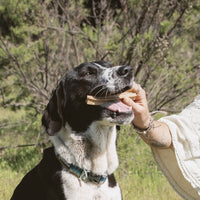 Dental Treat Perro