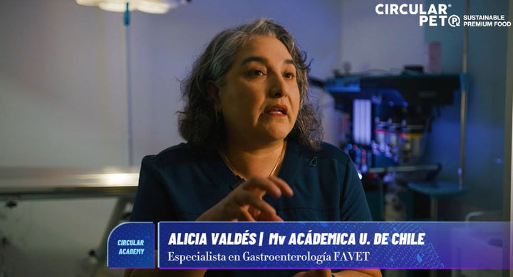 Insectos como proteína Hipoalergénica 🐛🐶 | Entrevista Mv Alicia Valdés | Académica Favet U. de Chile