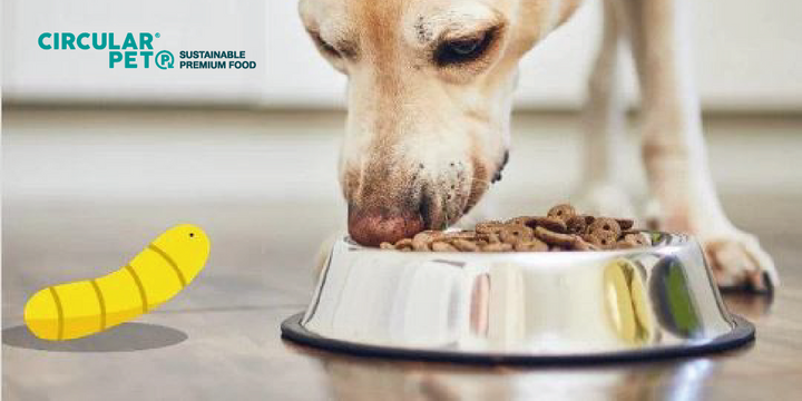 circular pet perro insecto alimento sustentable hipoalergénico