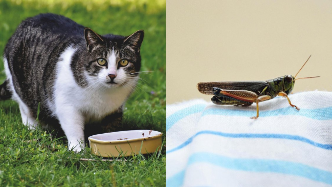 ¿Alimentarías a tu gato con insectos? La apuesta de un equipo de la U. de Chile por los bichos en la dieta felina