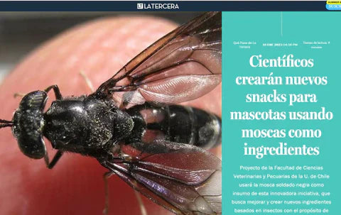 En prensa: Científicos apuestan por insectos para crear snacks más sustentables – Circular Pet ya lidera el camino hipoalergénico en Chile
