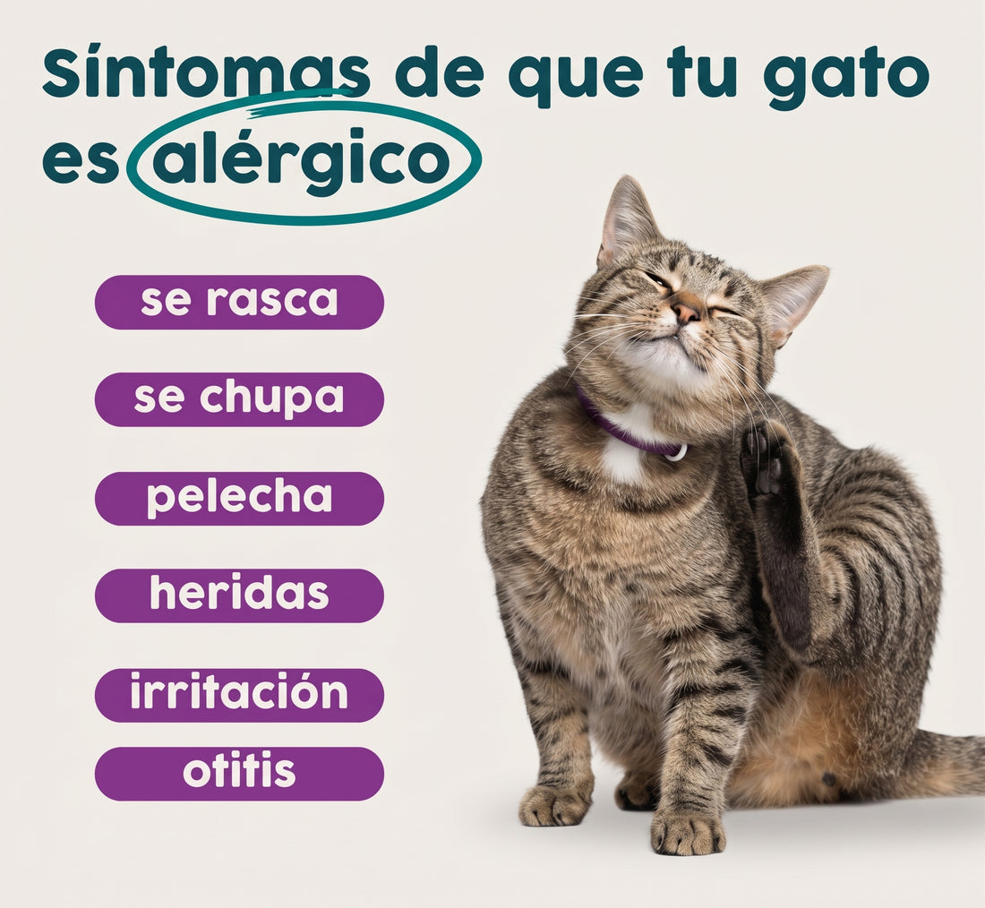 Alimento hipoalergénico para GATOS | Circular Pet® proteína de insectos